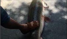 鳄雀鳝最新爆料视频大全,惊悚瞬间直击水下世界