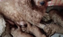 虎妞的爆料视频,娱乐圈惊人内幕大曝光